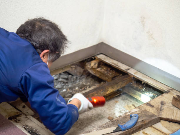 Best Mold Testing and Removal  in Trafalgar, IN