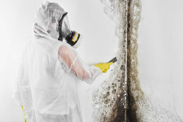 Mold Testing and Removal in Trafalgar, IN