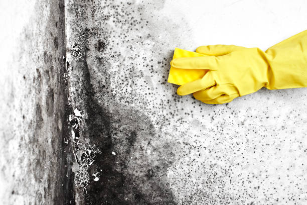 Best Toxic Mold Removal  in Trafalgar, IN