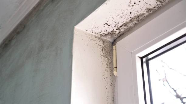 Best Home Mold Removal  in Trafalgar, IN