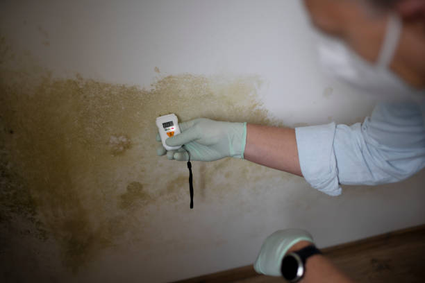 Best Office Mold Removal Services  in Trafalgar, IN
