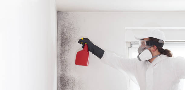 Best Local Mold Removal Service  in Trafalgar, IN