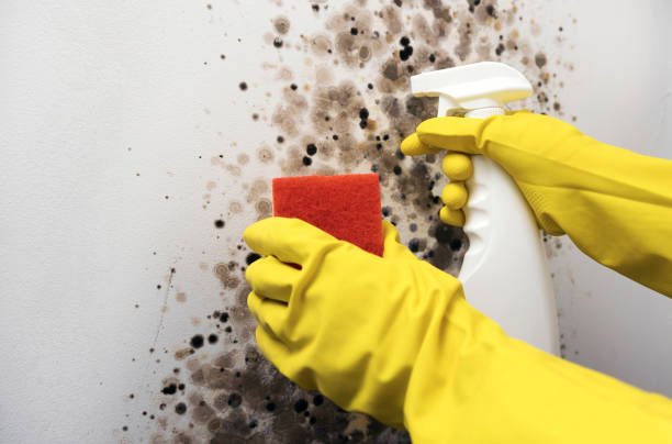 Certified Mold Removal in Trafalgar, IN