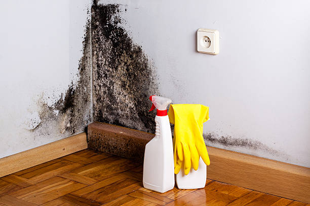 Best Mold Cleaning Services  in Trafalgar, IN