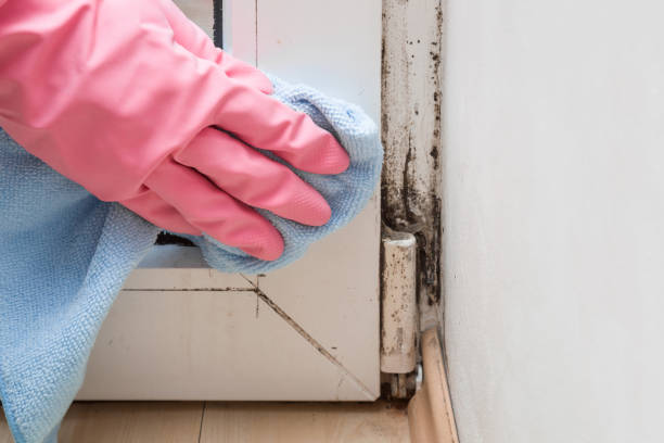 Best Best Mold Removal Companies  in Trafalgar, IN