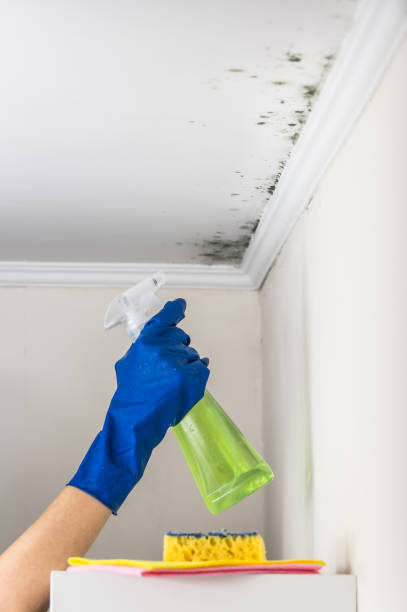 Best Commercial Mold Removal  in Trafalgar, IN