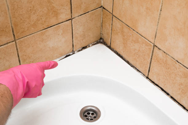 Best Crawl Space Mold Removal  in Trafalgar, IN